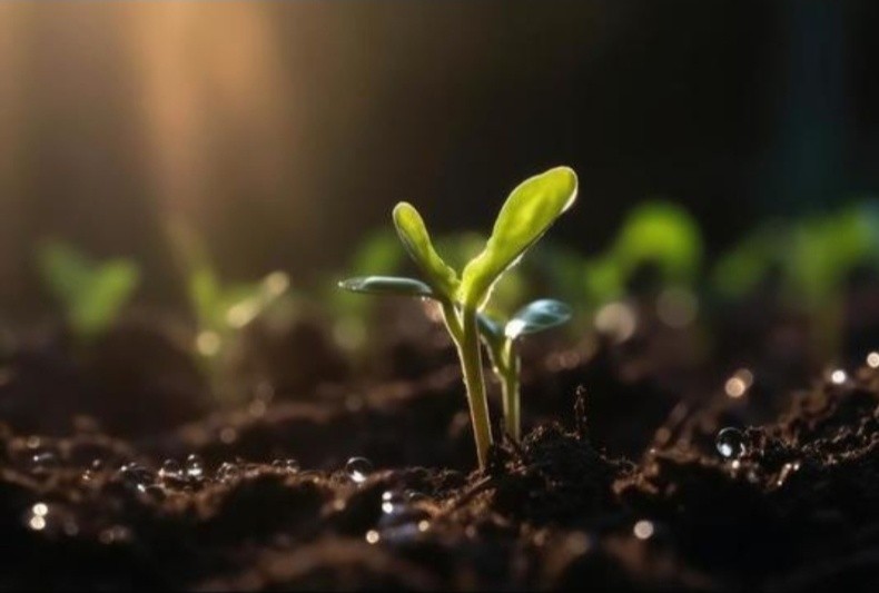 A young seedling growing toward warm light
